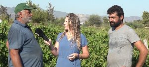 Yeşilyurt’ta üzüm hasatı; Üretici üretim maliyetlerinin yüksekliğinden şikayetçi