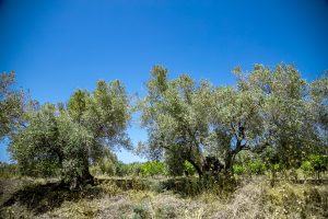 Tarım Dairesi üreticileri “zeytin halkalı leke” hastalığı ve “zeytin pamuklu biti” zararlısına karşı uyardı