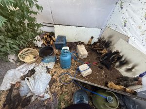 Gazimağusa Belediyesi Zabıta Birimi’nden suçüstü kaçak ürün operasyonu