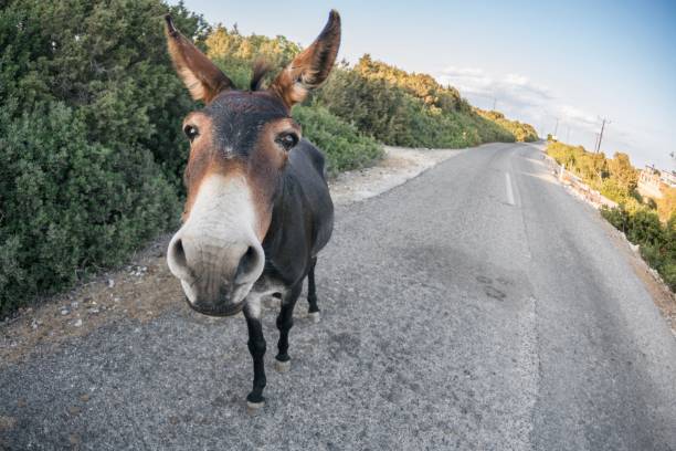 Karpaz Koruma Derneği, Karpaz eşekleri ile ilgili çözüm önerisinde bulundu