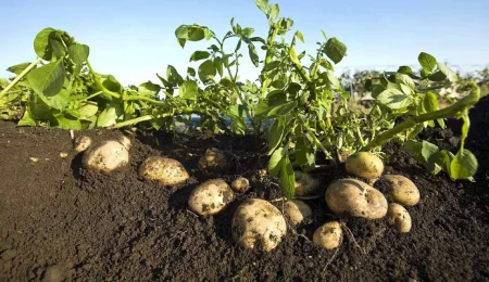 Patates ekimi yapılan araziler için son beyan tarihi 16 Şubat