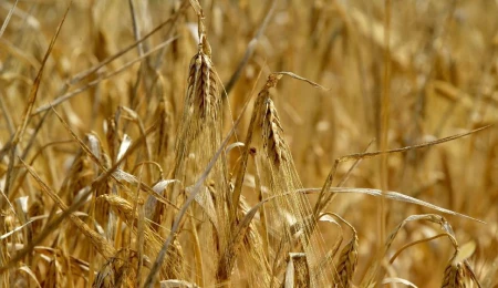 4 bin 500 ton arpanın yarın sabah Gazimağusa Limanı’na ulaşması bekleniyor