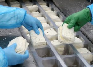 Rum hayvan besicileri hellimdeki süt oranlarının değiştirilmesine karşı