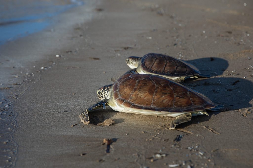 Beş deniz kaplumbağası doğal yaşam alanına geri döndürüldü