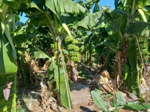 Yerli muz üreticileri yıllık talebin onda birini karşılayabiliyor