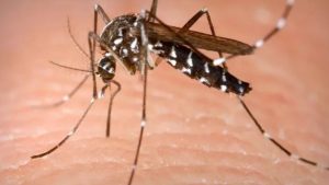 Larnaka’da Sarı Humma Sivrisineği tespit edildi