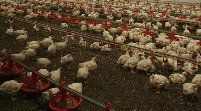 Avrupa en büyük kuş gribi salgınını yaşıyor