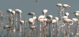 Flamingolar Gülseren Göleti’nde görsel bir şova imza attılar