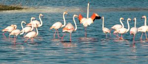 Sulak Alanların Korunması ve Yönetimi Tüzüğü yürürlüğe girdi