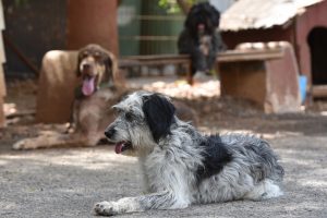 Bugün 4 Ekim Dünya Hayvanları Koruma Günü…