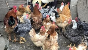 İngiltere’de kuş gribi nedeniyle tüm kümes hayvanları içeride tutulacak