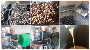 Verimin düşük olması zeytinyağı fiyatlarının artmasına neden oldu