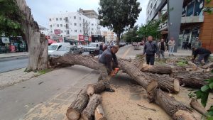 Gazimağusa’da kuvvetli rüzgara dayanamayan bir ağaç devrildi