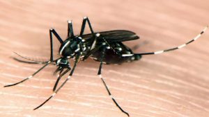 Biyologlar Derneği Asya Kaplan Sivrisineğinin Kuzey Kıbrıs’ta bulunduğunu iddia etti