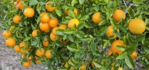 Sıkılarak değerlendirilen narenciye için kilo başına 90 kuruş destek ödendi