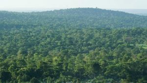 AB,  ormanları tahrip eden ürünleri yasaklıyor