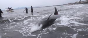 Gagalı balinaların toplu karaya vurma olayıyla ilgili ön rapor açıklandı