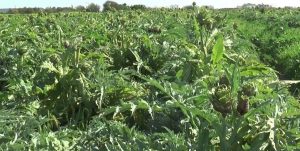 Enginar’da hasat devam ediyor…Yağışların beklenenden az olması üren verim ve kalitesini olumsuz etkiledi