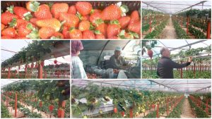 Yıldırım köyü çilek üretimiyle adını duyurmaya başladı