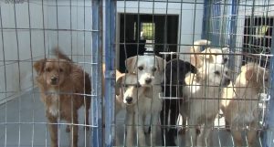 Can dostlarımız ailelerini bekliyor