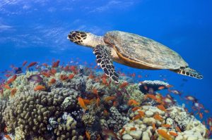 Tarihi Açık Deniz Anlaşması… 2030 yılına kadar denizlerin yüzde 30’unu koruma altına almayı hedefliyor