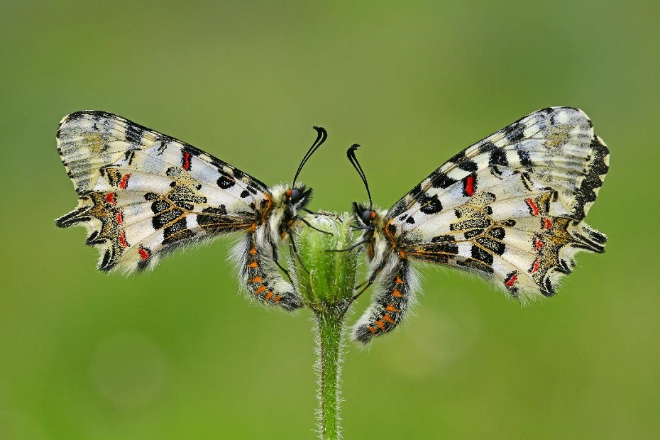 XXXI. Devlet Fotoğraf Yarışması’nın sonuçları açıklandı