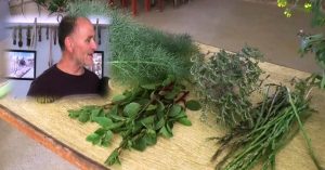 Doğanın bereketi; ‘Yenilebilir Otlar’