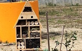 Girne Liman Rotary Kulübü “tozlayıcı” projesi devam ediyor