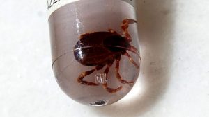 İngiltere’de yeni bir kene virüsü tespit edildi