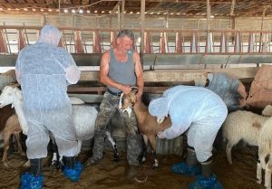 Mandralarda Çiçek hastalığına karşı koruyucu aşı yapımına başlandı