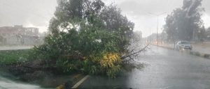 Ortaköy’de ağaç yola devrildi