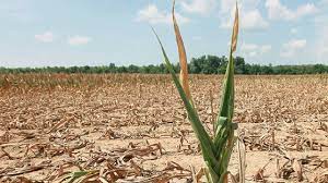 Kuraklık saptaması için Türksat’tan uydu görüntüleri alınacak