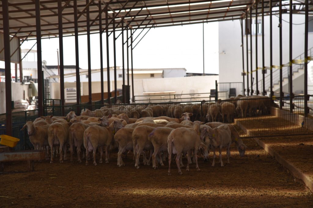 Gazimağusa bölgesinde koyun keçi çiçek hastalığı görülmesi nedeniyle 264 işletme ve 15 bin küçükbaş hayvan ile 1200 büyükbaş hayvan karantinaya alındı