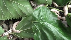 Batıgün: Bu mirası geleceğe taşımak için uğraşıyorum