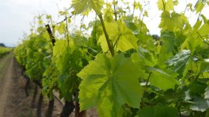 Asma yaprağında hasat sürüyor