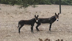 Karpaz’daki üreticiler hür eşeklerden rahatsız…