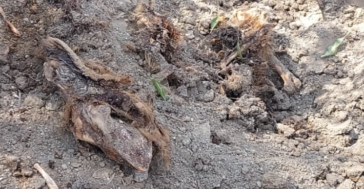 Güney’de gömülü halde onlarca köpek bulundu