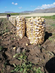Toprak Ürünleri Kurumu buğday ve patates bedellerinin ödendiğini açıkladı