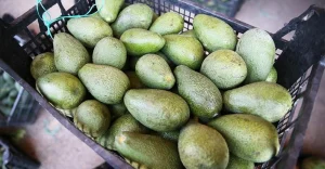 Lefkoşa’da gümrüğe beyan edilmemiş 700 kilo avokado ve 150 paket sigara tespit edildi