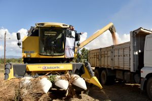 TİKA ile Devlet Üretme Çiftlikleri “Yemlik Dane Mısır Üretim Projesi” kapsamında hasat yapıldı