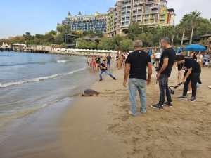 Rehabilite edilen 3 deniz kaplumbağası bugün yeniden denize bırakıldı