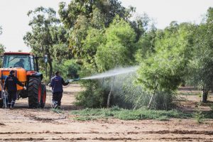 İskele Belediyesi çam kese böceği ile mücadele başlattı – BRTK