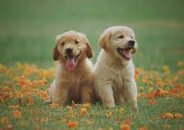 Veteriner Dairesi’nden köpeklere çip uyarısı… – BRTK