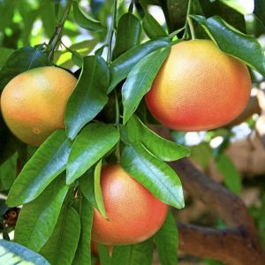 Narenciye Üreticiler Birliği Derneği’nden açıklama: “Narenciyede kötü yıl devam ediyor”