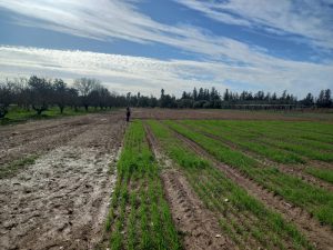 Tarımsal Araştırmalar Enstitüsü, zararlılarla doğru mücadele ederek verimi artırmak için proje yürütüyor