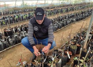 Bitkilerde çoğaltma ve aşılama teknikleri konusunda uygulamalı eğitimler verilecek