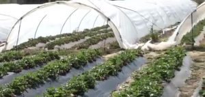 Güzelyurt’ta tarlada çilek yetiştiriliyor. “Çilek meyvesi rengi, tadı ve aromasıyla ilgi görüyor”