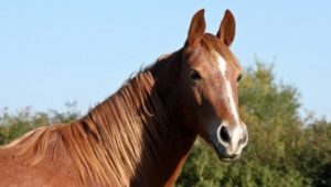 Ülkede kaydı bulunmayan ‘at’ tespit edildi: 2 tutuklu