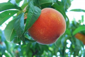 Bursa şeftalisi AB’den coğrafi işaret tescili aldı