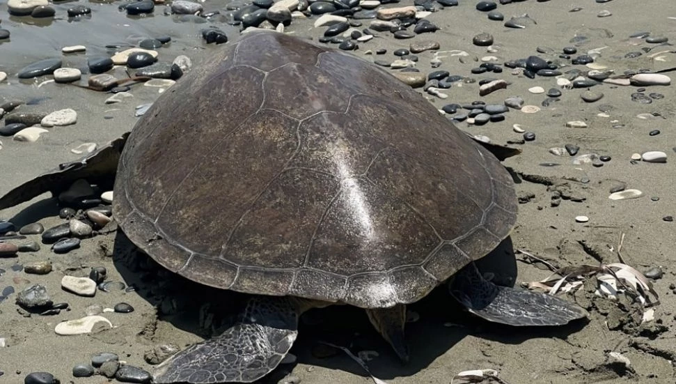 Güney Kıbrıs’ta yeşil kaplumbağa “Lusi” doğaya bırakıldı